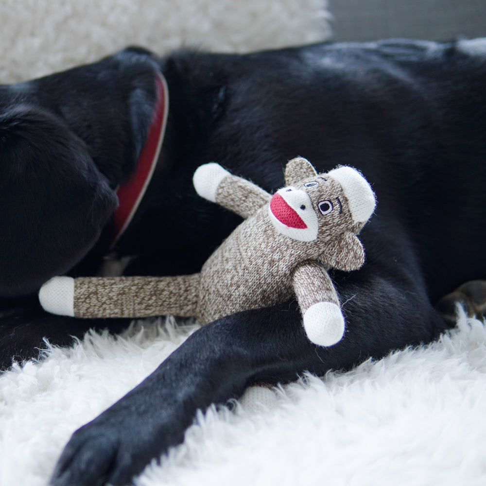 Your Dog's Very Own Sock Monkey